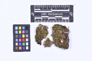  ( - CCDB-21224 A03)  @11 [ ] CC BY-NC-ND (2025) Connor Wardrop Beaty Biodiversity Museum, University of British Columbia