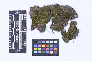  (Schistochilopsis incisa - CCDB-21223 A03)  @11 [ ] CC BY-NC-ND (2025) Connor Wardrop Beaty Biodiversity Museum, University of British Columbia