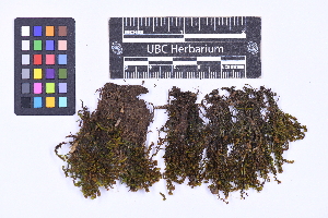  ( - CCDB-21223 A02)  @11 [ ] CC BY-NC-ND (2025) Connor Wardrop Beaty Biodiversity Museum, University of British Columbia