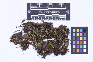  ( - CCDB-44092 C02)  @11 [ ] CC BY-NC-ND (2025) Connor Wardrop Beaty Biodiversity Museum, University of British Columbia