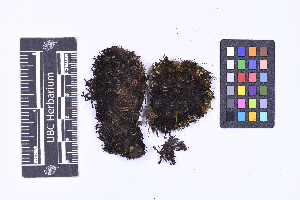  ( - CCDB-44092 B07)  @11 [ ] CC BY-NC-ND (2025) Connor Wardrop Beaty Biodiversity Museum, University of British Columbia