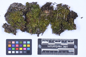  (Blepharostomataceae - CCDB-21224 E05)  @11 [ ] CC BY-NC-ND (2025) Connor Wardrop Beaty Biodiversity Museum, University of British Columbia