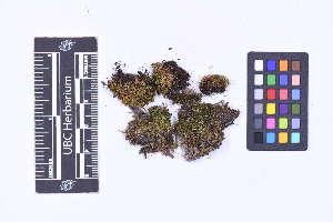  (Scapaniaceae - CCDB-44092 G05)  @11 [ ] CC BY-NC-ND (2025) Connor Wardrop Beaty Biodiversity Museum, University of British Columbia