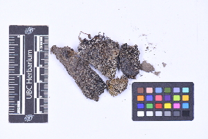  ( - CCDB-44092 A11)  @11 [ ] CC BY-NC-ND (2025) Connor Wardrop Beaty Biodiversity Museum, University of British Columbia
