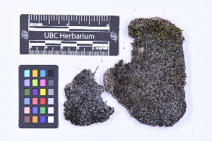  ( - CCDB-21224 F01)  @11 [ ] CC BY-NC-ND (2025) Connor Wardrop Beaty Biodiversity Museum, University of British Columbia
