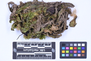  ( - CCDB-21223 D03)  @11 [ ] CC BY-NC-ND (2025) Connor Wardrop Beaty Biodiversity Museum, University of British Columbia