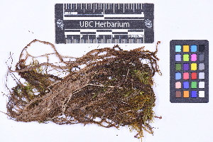  ( - CCDB-44092 C01)  @11 [ ] CC BY-NC-ND (2025) Connor Wardrop Beaty Biodiversity Museum, University of British Columbia