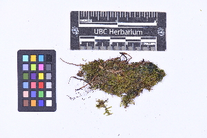  ( - CCDB-44092 A03)  @11 [ ] CC BY-NC-ND (2025) Connor Wardrop Beaty Biodiversity Museum, University of British Columbia