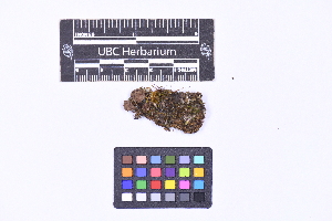  ( - CCDB-44092 H05)  @11 [ ] CC BY-NC-ND (2025) Connor Wardrop Beaty Biodiversity Museum, University of British Columbia