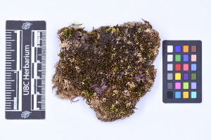  ( - CCDB-44092 H10)  @11 [ ] CC BY-NC-ND (2025) Connor Wardrop Beaty Biodiversity Museum, University of British Columbia