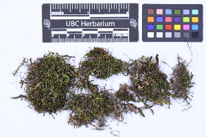  (Macrodiplophyllum flaccidum - CCDB-44092 A08)  @11 [ ] CC BY-NC-ND (2025) Connor Wardrop Beaty Biodiversity Museum, University of British Columbia