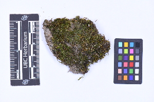  (Solenostomataceae - CCDB-44092 F09)  @11 [ ] CC BY-NC-ND (2025) Connor Wardrop Beaty Biodiversity Museum, University of British Columbia