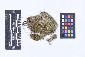  (Solenostoma rubra - CCDB-21223 E09)  @11 [ ] CC BY-NC-ND (2025) Connor Wardrop Beaty Biodiversity Museum, University of British Columbia