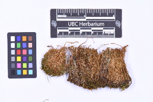  ( - CCDB-21223 C08)  @11 [ ] CC BY-NC-ND (2025) Connor Wardrop Beaty Biodiversity Museum, University of British Columbia