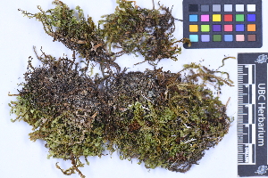  ( - CCDB-21223 A11)  @11 [ ] CC BY-NC-ND (2025) Connor Wardrop Beaty Biodiversity Museum, University of British Columbia