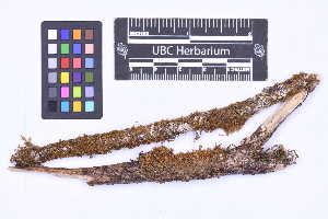  ( - CCDB-21224 F12)  @11 [ ] CC BY-NC-ND (2025) Connor Wardrop Beaty Biodiversity Museum, University of British Columbia