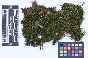  (Tritomaria exsecta - CCDB-21224 H12)  @11 [ ] CC BY-NC-ND (2025) Connor Wardrop Beaty Biodiversity Museum, University of British Columbia