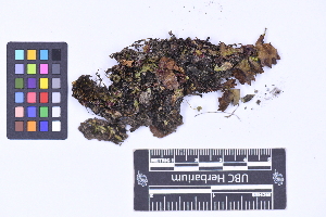  ( - CCDB-21223 A07)  @11 [ ] CC BY-NC-ND (2025) Connor Wardrop Beaty Biodiversity Museum, University of British Columbia