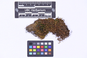  ( - CCDB-21223 H08)  @11 [ ] CC BY-NC-ND (2025) Connor Wardrop Beaty Biodiversity Museum, University of British Columbia