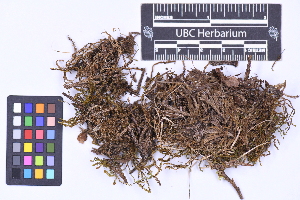  ( - CCDB-21224 E06)  @11 [ ] CC BY-NC-ND (2025) Connor Wardrop Beaty Biodiversity Museum, University of British Columbia