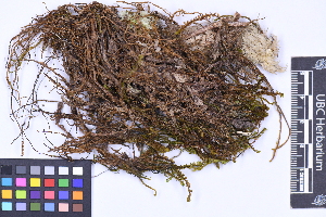  ( - CCDB-21224 F06)  @11 [ ] CC BY-NC-ND (2025) Connor Wardrop Beaty Biodiversity Museum, University of British Columbia