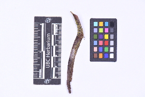  ( - CCDB-21224 B06)  @11 [ ] CC BY-NC-ND (2025) Connor Wardrop Beaty Biodiversity Museum, University of British Columbia
