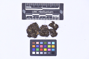  (Riccia crinita - CCDB-21224 C07)  @11 [ ] CC BY-NC-ND (2025) Connor Wardrop Beaty Biodiversity Museum, University of British Columbia
