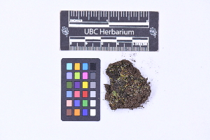  (Riccia campbelliana - CCDB-21224 A07)  @11 [ ] CC BY-NC-ND (2025) Connor Wardrop Beaty Biodiversity Museum, University of British Columbia