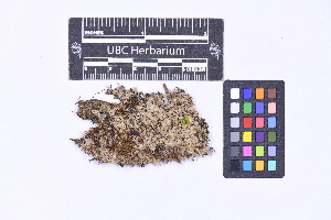  ( - CCDB-21223 E10)  @11 [ ] CC BY-NC-ND (2025) Connor Wardrop Beaty Biodiversity Museum, University of British Columbia