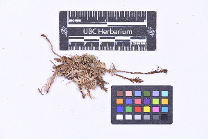  ( - CCDB-21223 G06)  @11 [ ] CC BY-NC-ND (2025) Connor Wardrop Beaty Biodiversity Museum, University of British Columbia