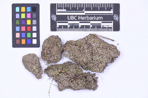  (Riccia hueberiana - CCDB-21224 F08)  @11 [ ] CC BY-NC-ND (2025) Connor Wardrop Beaty Biodiversity Museum, University of British Columbia