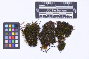  (Scapania gymnostophila - CCDB-21224 C11)  @11 [ ] CC BY-NC-ND (2025) Connor Wardrop Beaty Biodiversity Museum, University of British Columbia