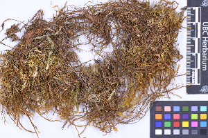  ( - CCDB-21223 B11)  @11 [ ] CC BY-NC-ND (2025) Connor Wardrop Beaty Biodiversity Museum, University of British Columbia