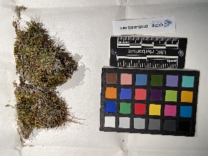  ( - UBC-B-B5328)  @11 [ ] (by-nc) (2022) Unspecified University of British Columbia Herbarium