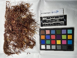  ( - UBC-B-B99558)  @11 [ ] (by-nc) (2022) Unspecified University of British Columbia Herbarium