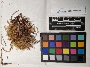  ( - UBC-B-B139711)  @11 [ ] (by-nc) (2022) Unspecified University of British Columbia Herbarium