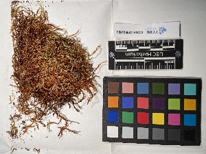  ( - UBC-B-B150069)  @11 [ ] (by-nc) (2022) Unspecified University of British Columbia Herbarium