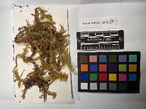  (Rhytidiopsis - UBC-B-B231975)  @11 [ ] (by-nc) (2022) Unspecified University of British Columbia Herbarium