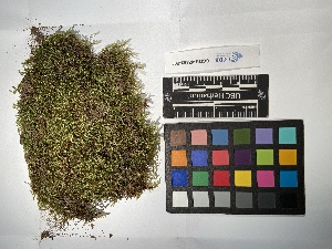  ( - UBC-B-B218786)  @11 [ ] (by-nc) (2022) Unspecified University of British Columbia Herbarium