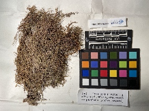  ( - UBC-B-B150393)  @11 [ ] (by-nc) (2022) Unspecified University of British Columbia Herbarium