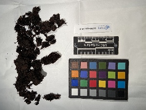  ( - UBC-B-B114038)  @11 [ ] (by-nc) (2022) Unspecified University of British Columbia Herbarium