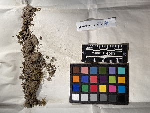  ( - UBC-B-B17738)  @11 [ ] (by-nc) (2022) Unspecified University of British Columbia Herbarium