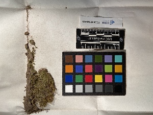  ( - UBC-B-B17714)  @11 [ ] (by-nc) (2022) Unspecified University of British Columbia Herbarium
