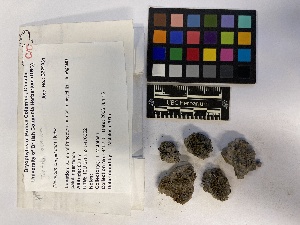  ( - UBC-B-B53614)  @11 [ ] (by-nc) (2023) Unspecified University of British Columbia Herbarium