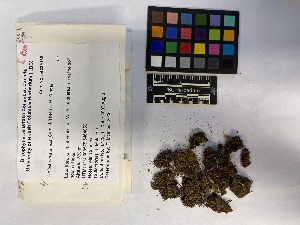  ( - UBC-B-B239107)  @11 [ ] (by-nc) (2023) Unspecified University of British Columbia Herbarium