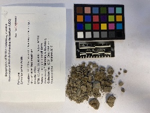  ( - UBC-B-B229165)  @11 [ ] (by-nc) (2023) Unspecified University of British Columbia Herbarium