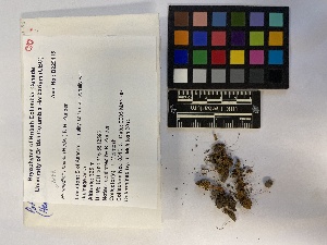  ( - UBC-B-B213223)  @11 [ ] (by-nc) (2023) Unspecified University of British Columbia Herbarium