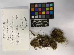  ( - UBC-B-B228002)  @11 [ ] (by-nc) (2023) Unspecified University of British Columbia Herbarium
