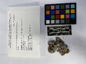  ( - UBC-B-B203428)  @11 [ ] (by-nc) (2023) Unspecified University of British Columbia Herbarium