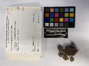  ( - UBC-B-B219217)  @11 [ ] (by-nc) (2023) Unspecified University of British Columbia Herbarium